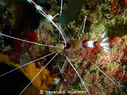 Banded Boxer Shrimp - Stenopus hispidus by Hansruedi Wuersten 